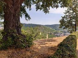 uitzicht tussen de bomen op de wijngaarden van weingut schwarz in wurttemberg